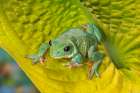 USA, Washington State, Sammamish. Mexican leaf frog Art Print